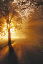 Germany, Mecklenburg-Western Pomerania, Tree lined street at sunrise - RUE00288