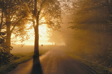 Deutschland, Mecklenburg-Vorpommern, Baumgesäumte Straße bei Sonnenaufgang - RUE00287