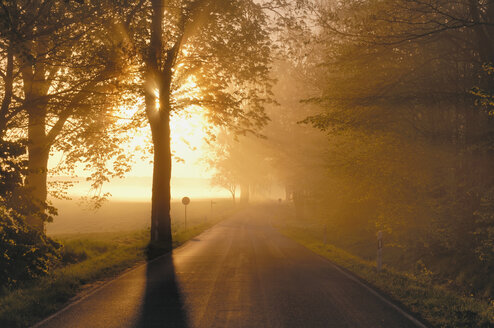 Deutschland, Mecklenburg-Vorpommern, Baumgesäumte Straße bei Sonnenaufgang - RUE00287