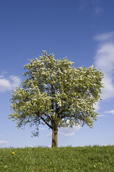 Österreich, Salzkammergut, Obstbaum im Frühling - WWF00888