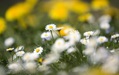 Blühende Gänseblümchen (Asteraceae), Nahaufnahme - WWF00887