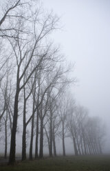 Austria, Salzkammergut, Mondsee, Bare trees in misty landscape - WWF00883