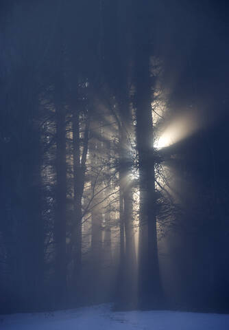 Österreich, Salzkammergut, Mondsee, Morgennebel über Wald, lizenzfreies Stockfoto