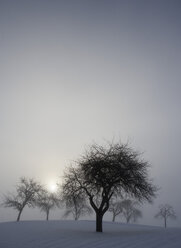 Österreich, Salzkammergut, Mondsee, Kahle Bäume in Winterlandschaft - WWF00880