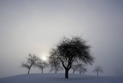 Österreich, Salzkammergut, Mondsee, Kahle Bäume in Winterlandschaft, lizenzfreies Stockfoto