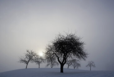 Österreich, Salzkammergut, Mondsee, Kahle Bäume in Winterlandschaft - WWF00879