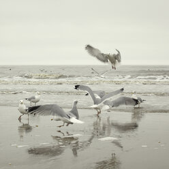 Deutschland, Sankt Peter Ording, Möwen am Meeresstrand - TLF00309