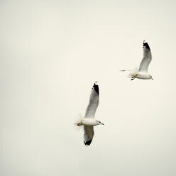 Deutschland, Sankt Peter Ording, Möwen im Flug - TLF00308