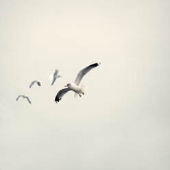 Germany, Sankt Peter Ording, Seagulls in flight - TLF00307