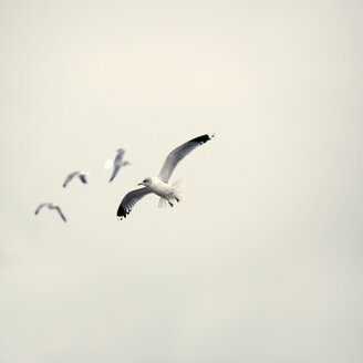 Deutschland, Sankt Peter Ording, Möwen im Flug - TLF00307