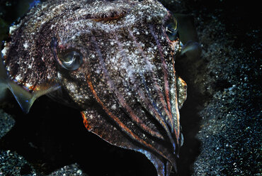 Asia, Indonesia, Komodo Island, Squid (Sepia sp), close-up - MBF00950