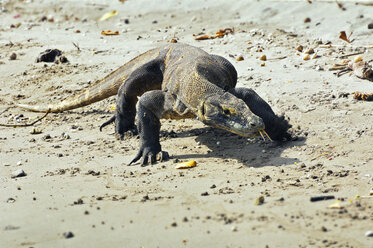 Asien, Indonesien, Insel Rinca, Komodowaran (Varanus komodoensis) - MBF00948