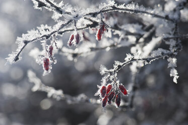 Austria, Salzburger Land, Snow covered bush with red berries - HHF03036