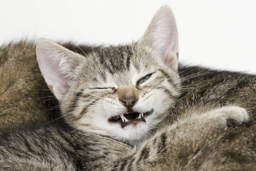 Domestic cat, kitten grimacing, portrait, close-up - 11440CS-U