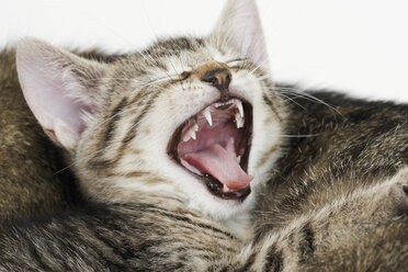 Domestic cat, kitten yawning, portrait, close-up - 11439CS-U