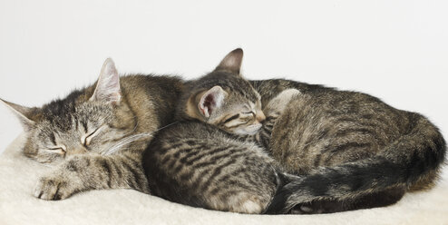 Hauskatzen, schlafende Katzen und Kätzchen - 11437CS-U