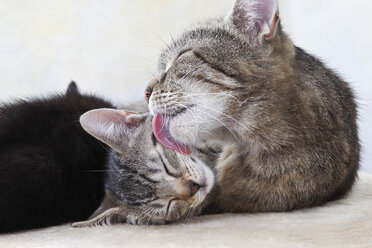 Hauskatzen, Katze leckt das Gesicht eines Kätzchens, Porträt - 11381CS-U