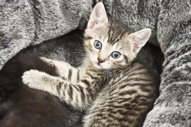 Hauskatze, Kätzchen in grauem Korb liegend, Ansicht von oben - 11354CS-U