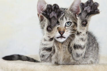 Domestic cat, kitten stretching out paw, portrait, close-up - 11337CS-U