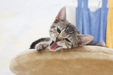 Domestic cat, kitten yawning - 11328CS-U