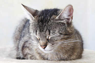 Domestic cat sleeping, portrait, close-up - 11326CS-U