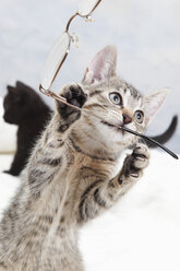 Domestic cat, kitten playing with spectacles - 11325CS-U