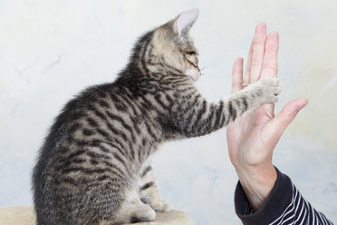 Hauskatze, Person spielt mit Katze - 11324CS-U