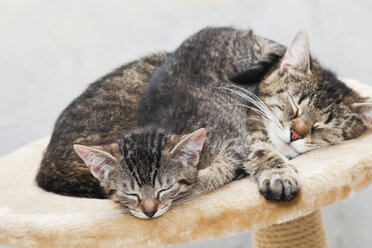 Hauskatzen, Katze und Kätzchen schlafen zusammen - 11305CS-U