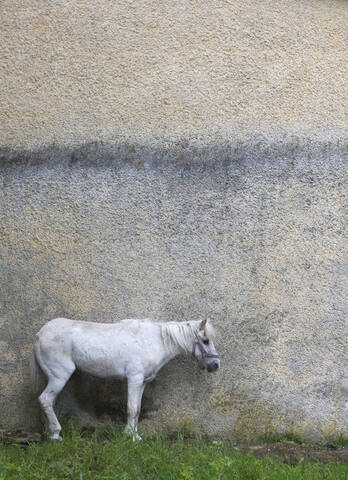 Österreich, Pferd vor der Hauswand, lizenzfreies Stockfoto