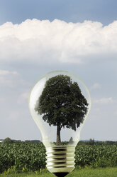 Germany, North Rhine-Westphalia, Hambach, Tree in light bulb - 11504CS-U