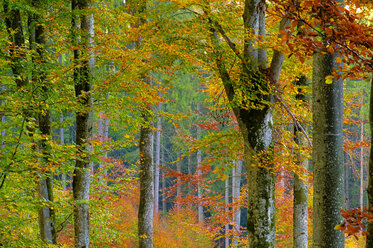 Germany, Baden-Württemberg, Forest, autumn colours - SMF00495