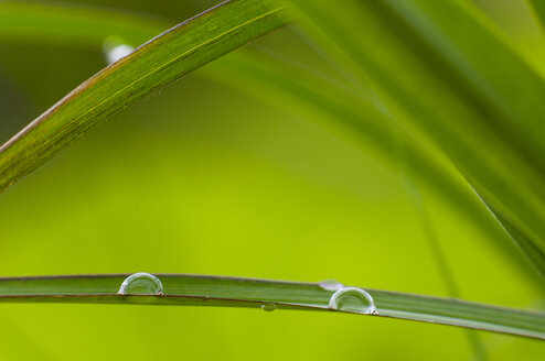 Dew drops on Chinese silver grass (Miscanthus sinensis), close-up - SMF00488