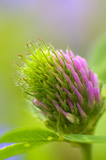 Deutschland, Baden-Württemberg, Rotklee (Trifolium pratense), Nahaufnahme - SMF00487