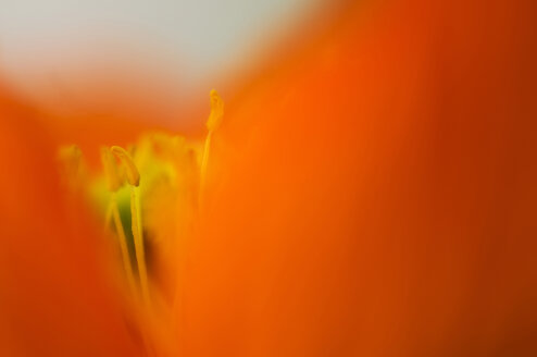 Islandmohn (Papaver nudicaule), Nahaufnahme - SMF00485