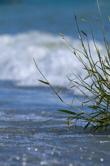 Germany, Baden Württemberg, Hagnau, Common reed (Phragmites australis) in Lake Constance, close-up - SMF00479