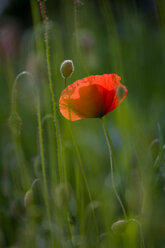 Deutschland, Baden Württemberg, Mohn (Papaver), Nahaufnahme - SMF00476