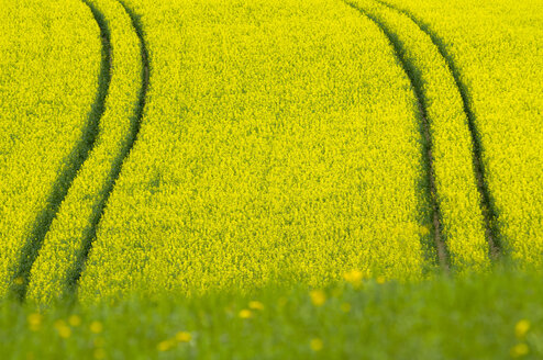 Deutschland, Baden Württemberg, Rapsblüte auf Feld - SMF00473