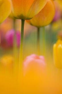 Deutschland, Baden Württemberg, Tulpen, Nahaufnahme - SMF00470