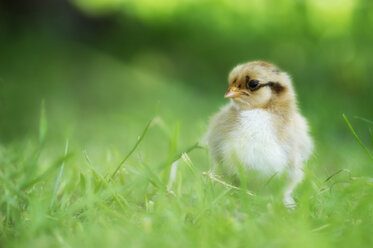 Deutschland, Baden-Württemberg, Huhn auf der Wiese - SMF00463