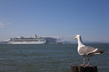 USA, Kalifornien, San Francisco, Kreuzfahrtschiff passiert Alcatraz, Möwe im Vordergrund - FOF01519