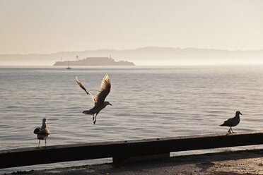 USA, Kalifornien, San Francisco, Möwen im Vordergrund, Alcatraz Insel im Hintergrund - FOF01518