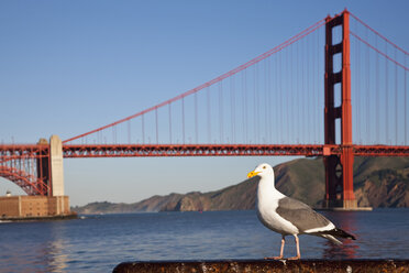 USA, Kalifornien, San Francisco, Möwe vor der Golden Gate Bridge - FOF01509