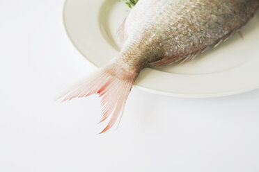 Red Snapper (Lutjanus campechanus) on plate - GWF01044