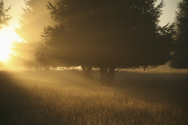 New Zealand, Trees at sunset light - AC00048