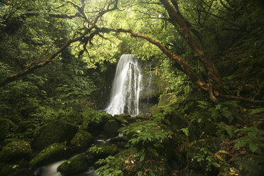 Neuseeland, Kleiner Wasserfall im Wald - AC00042