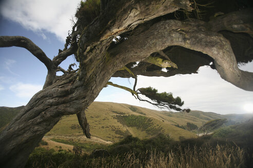 Neuseeland, Hügellandschaft, Knorriger Baum im Vordergrund - AC00037