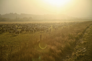 New Zealand, Flock of sheep at sunset light - AC00032