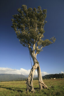 Neuseeland, Einzelner Baobab-Baum - AC00018