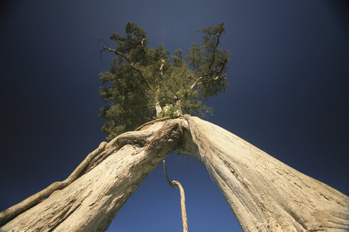 Neuseeland, Baobab-Baum, niedriger Blickwinkel - AC00016