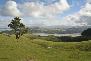 Neuseeland, Hügellandschaft, Grasland, Bucht im Hintergrund - AC00014